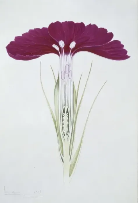 Framed Print : Dianthus barbatus, sweet William Framed Print : Dianthus barbatus, sweet William