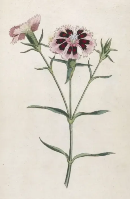 Framed Print : Dianthus Chinensis Framed Print : Dianthus Chinensis