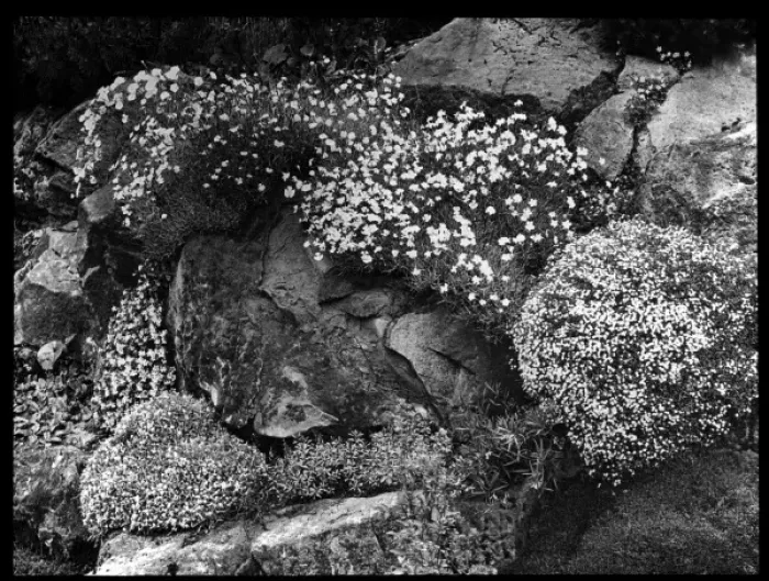 Framed Print : Dianthus on an outcrop Framed Print : Dianthus on an outcrop