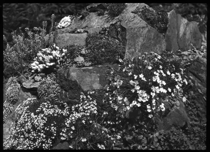 Framed Print : Dianthus in a rocky setting Framed Print : Dianthus in a rocky setting
