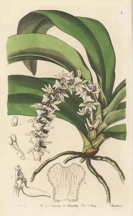 Framed Print : Diaphananthe pellucida orchid Framed Print : Diaphananthe pellucida orchid