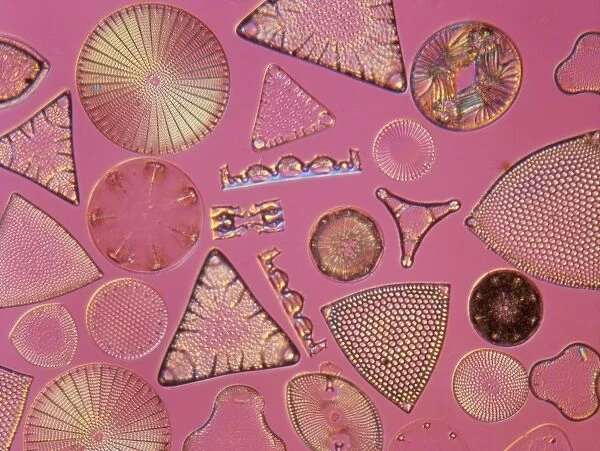 Diatoms. Selected slide of a group of fossil diatoms collected