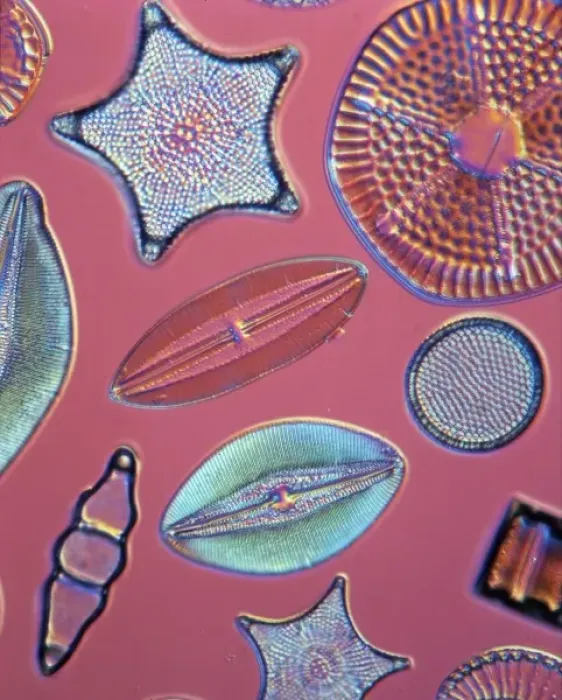 Framed Print : Diatoms. Selected slide of a group of fossil diatoms collected Framed Print : Diatoms. Selected slide of a group of fossil diatoms collected