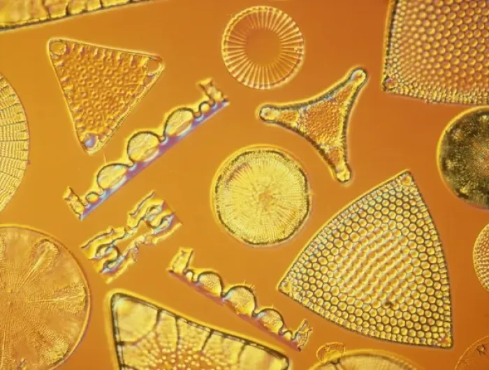 Framed Print : Diatoms. Selected slide of a group of fossil diatoms collected Framed Print : Diatoms. Selected slide of a group of fossil diatoms collected