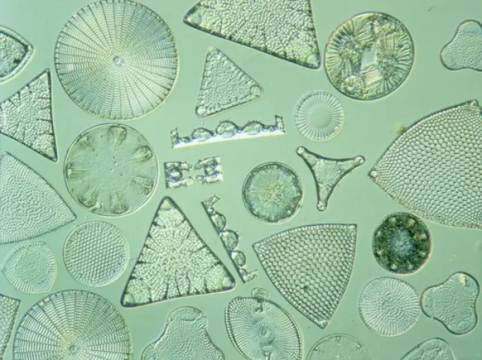 Framed Print : Diatoms. Selected slide of a group of fossil diatoms collected Framed Print : Diatoms. Selected slide of a group of fossil diatoms collected