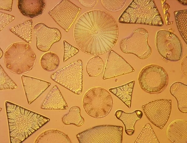 Diatoms. Selected slide of a group of fossil diatoms collected