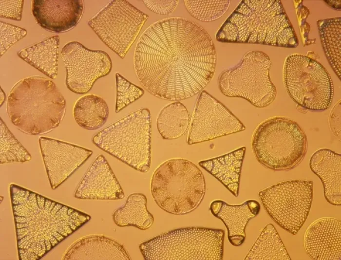 Framed Print : Diatoms. Selected slide of a group of fossil diatoms collected Framed Print : Diatoms. Selected slide of a group of fossil diatoms collected