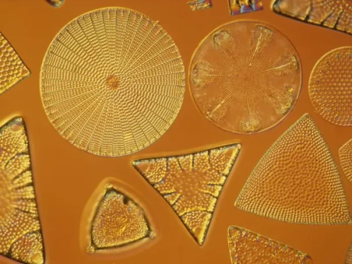 Framed Print : Diatoms. Selected slide of a group of fossil diatoms collected Framed Print : Diatoms. Selected slide of a group of fossil diatoms collected