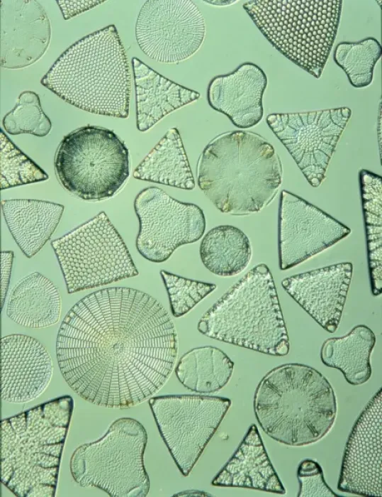 Framed Print : Diatoms. Selected slide of a group of fossil diatoms collected Framed Print : Diatoms. Selected slide of a group of fossil diatoms collected
