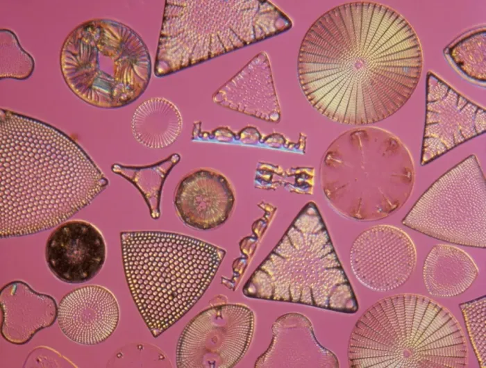 Framed Print : Diatoms. Selected slide of a group of fossil diatoms collected Framed Print : Diatoms. Selected slide of a group of fossil diatoms collected