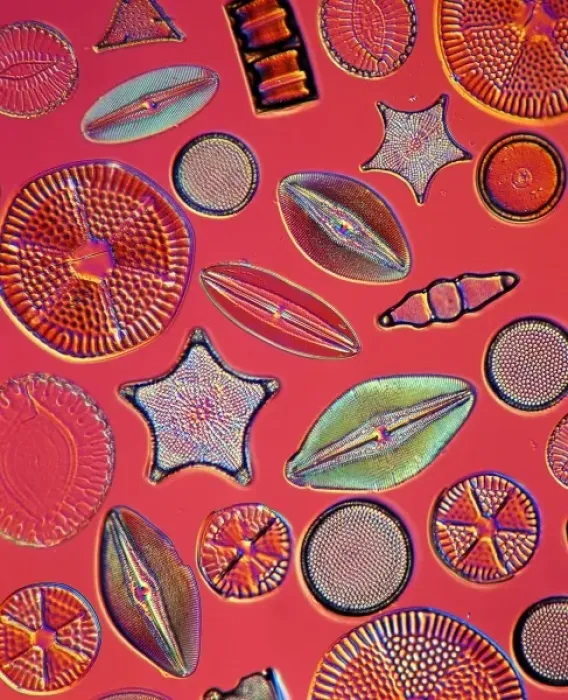 Framed Print : Diatoms. Selected slide of a group of fossil diatoms collected Framed Print : Diatoms. Selected slide of a group of fossil diatoms collected