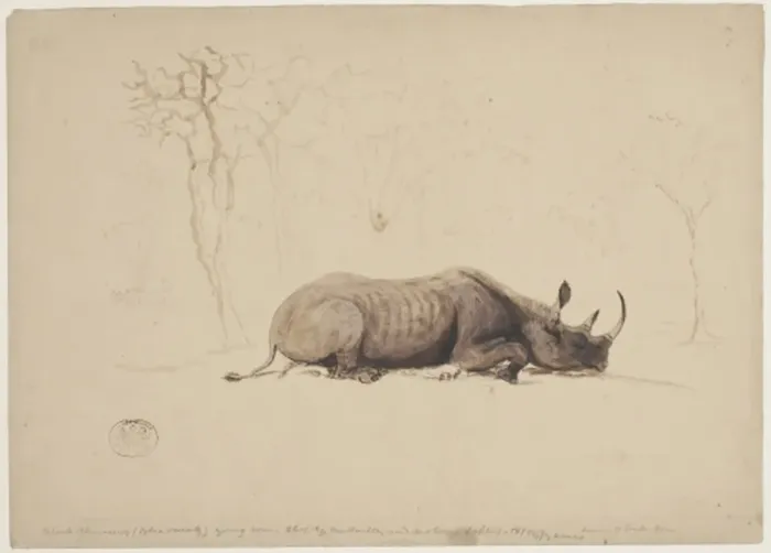 Framed Print : Diceros bicornis, black rhinoceros Framed Print : Diceros bicornis, black rhinoceros