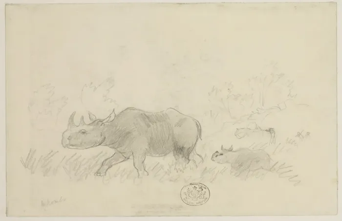 Framed Print : Diceros bicornis, black rhinoceros Framed Print : Diceros bicornis, black rhinoceros