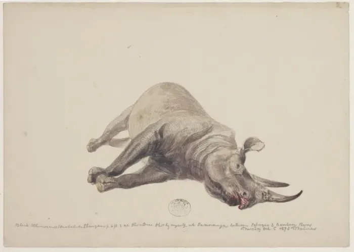 Framed Print : Diceros bicornis, black rhinoceros Framed Print : Diceros bicornis, black rhinoceros