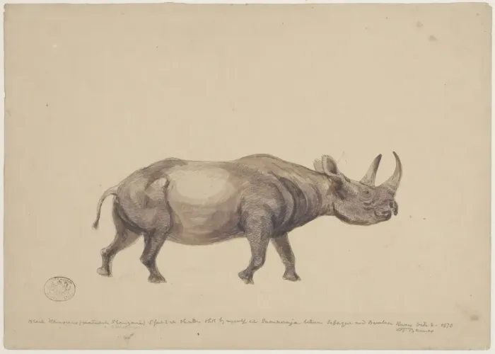 Framed Print : Diceros bicornis, black rhinoceros Framed Print : Diceros bicornis, black rhinoceros