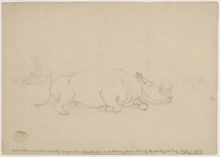 Framed Print : Diceros bicornis, black rhinoceros Framed Print : Diceros bicornis, black rhinoceros