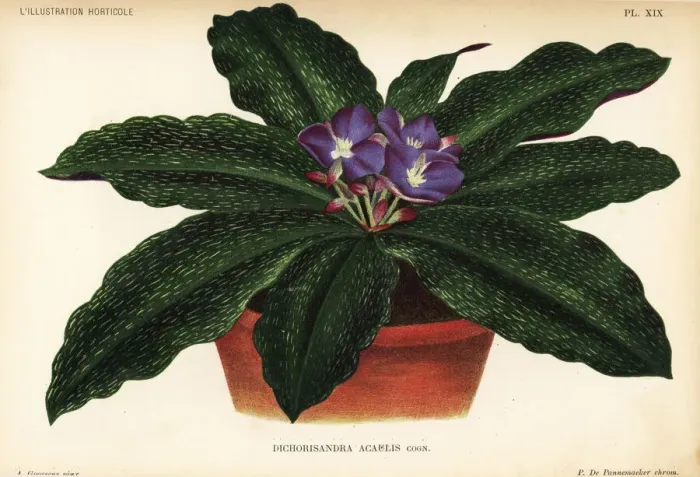 Framed Print : Dichorisandra acaulis in flower pot Framed Print : Dichorisandra acaulis in flower pot