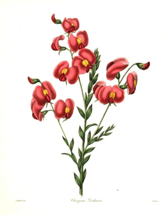 Framed Print : Dicksons chirozema, Chorizema dicksonii Framed Print : Dicksons chirozema, Chorizema dicksonii