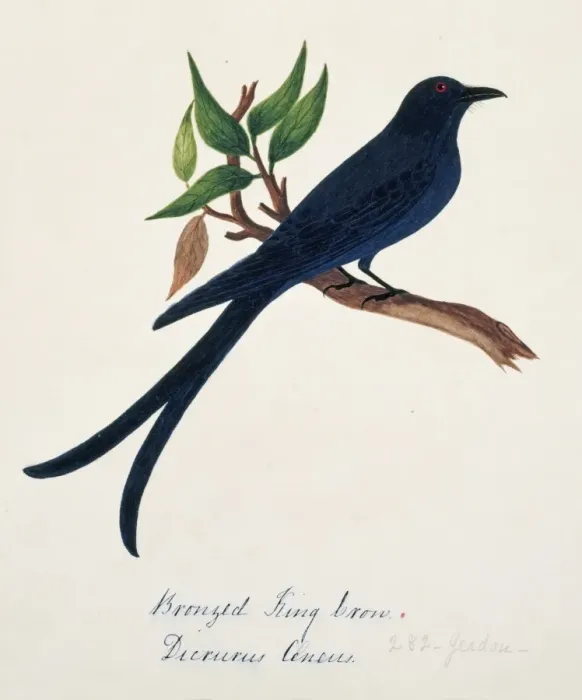 Framed Print : Dicrurus aeneus, bronzed drongo Framed Print : Dicrurus aeneus, bronzed drongo
