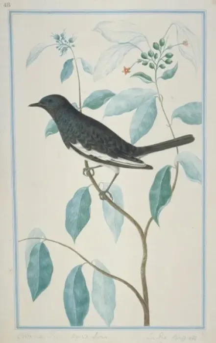 Framed Print : Dicrurus caerulescens, white-bellied drongo Framed Print : Dicrurus caerulescens, white-bellied drongo