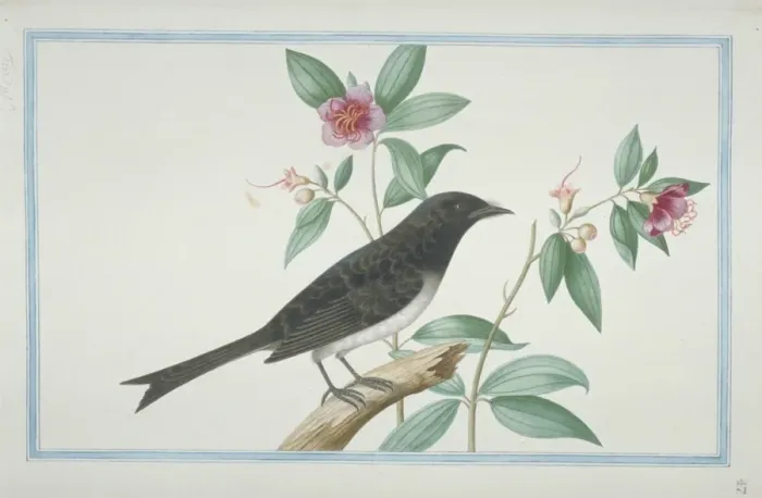 Framed Print : Dicrurus caerulescens, white-bellied drongo Framed Print : Dicrurus caerulescens, white-bellied drongo
