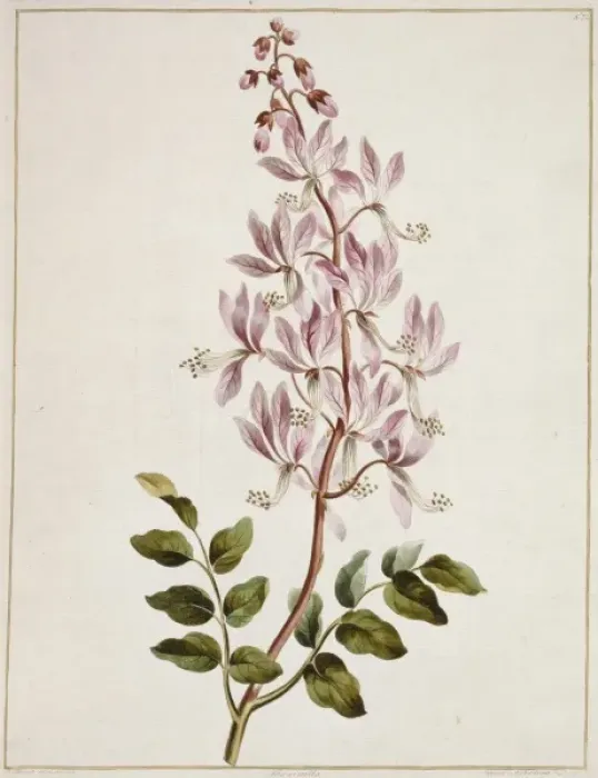 Framed Print : Dictamnus albus (fraxinella), gas plant Framed Print : Dictamnus albus (fraxinella), gas plant