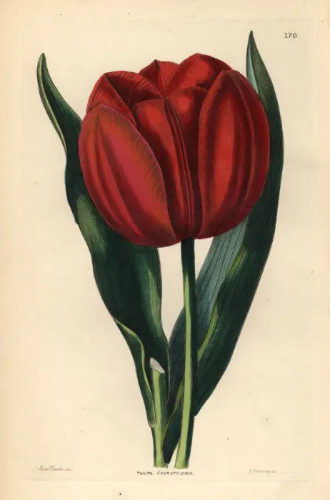 Framed Print : Didiers tulip or garden tulip, Tulipa gesneriana Framed Print : Didiers tulip or garden tulip, Tulipa gesneriana