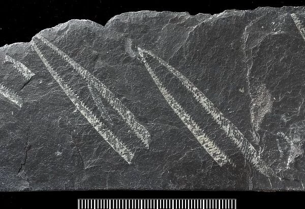 Graptolite Didymograptus Fossil - FSE236 ✔100% Genuine UK - Ordovician