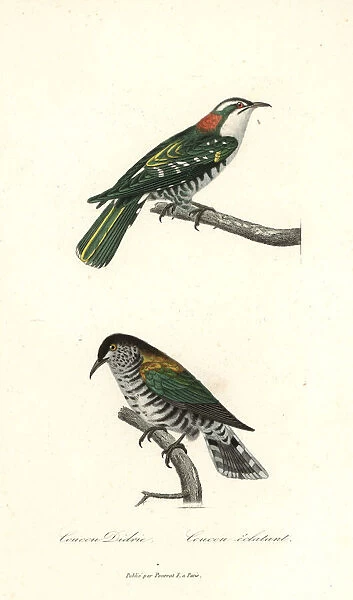 Diederik cuckoo and shining bronze-cuckoo