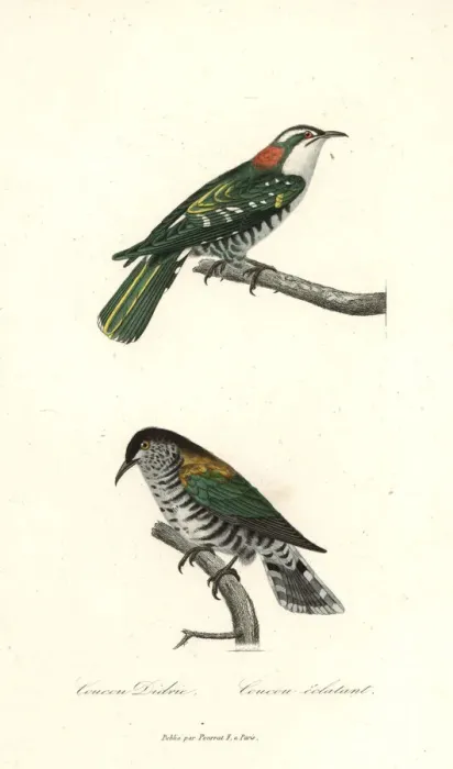 Framed Print : Diederik cuckoo and shining bronze-cuckoo Framed Print : Diederik cuckoo and shining bronze-cuckoo