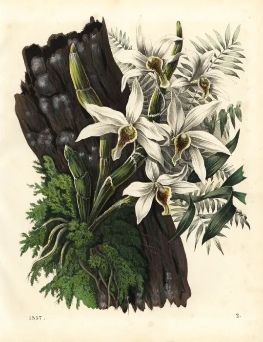 Framed Print : Different fruit orchid, Dendrobium heterocarpum Framed Print : Different fruit orchid, Dendrobium heterocarpum