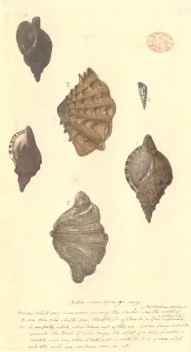 Framed Print : Four different molluscs Framed Print : Four different molluscs