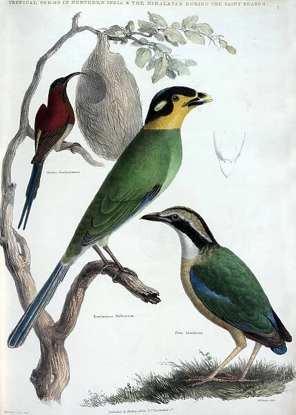 Three different species of tropical bird