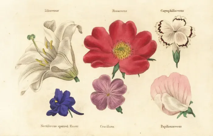 Framed Print : Different types of flower Framed Print : Different types of flower