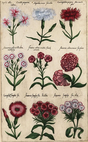 Different varieties of carnation, Dianthus caryophyllus