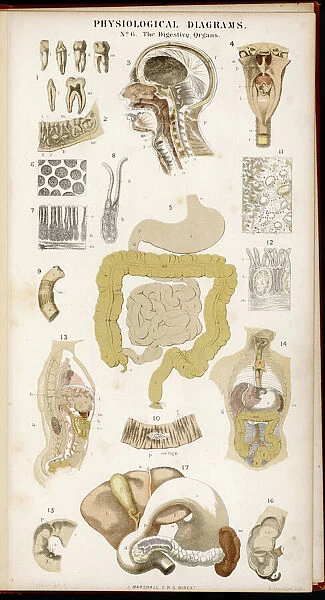 Digestive Organs. Various diagrams depicting the digestive organs