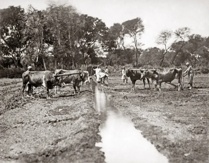 Framed Print : Digging an irrigation ditch, Egypt, circa 1880s Framed Print : Digging an irrigation ditch, Egypt, circa 1880s