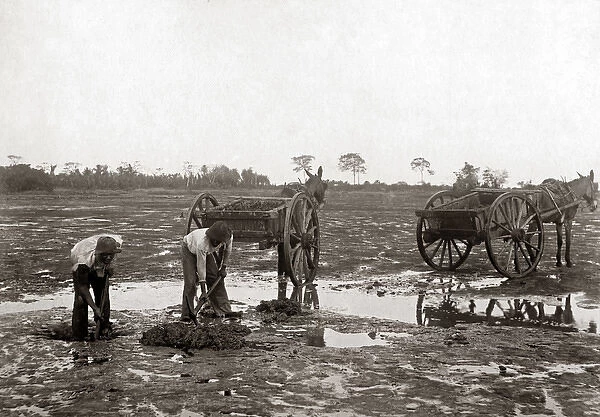 Digging pitch, La Brea, Trinidad, circa 1900