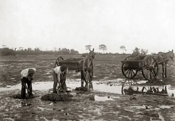 Framed Print : Digging pitch, La Brea, Trinidad, circa 1900 Framed Print : Digging pitch, La Brea, Trinidad, circa 1900