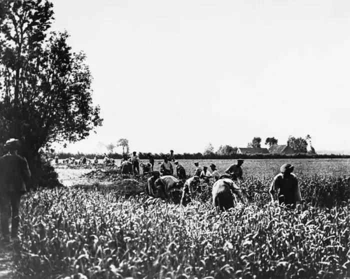 Framed Print : Digging trenches Framed Print : Digging trenches
