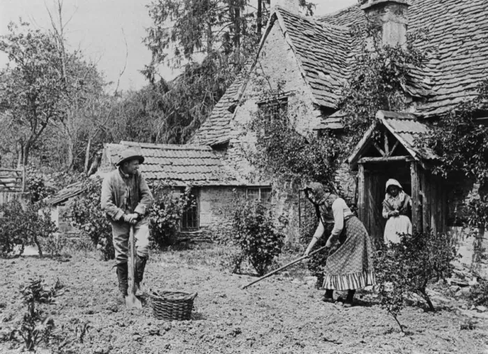 Framed Print : Digging a vegetable patch, 1890s Framed Print : Digging a vegetable patch, 1890s