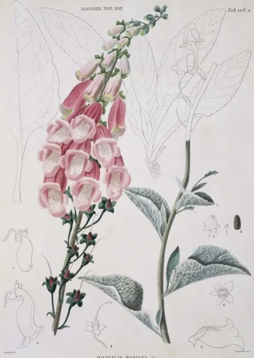 Framed Print : Digitalis mariana, foxglove Framed Print : Digitalis mariana, foxglove