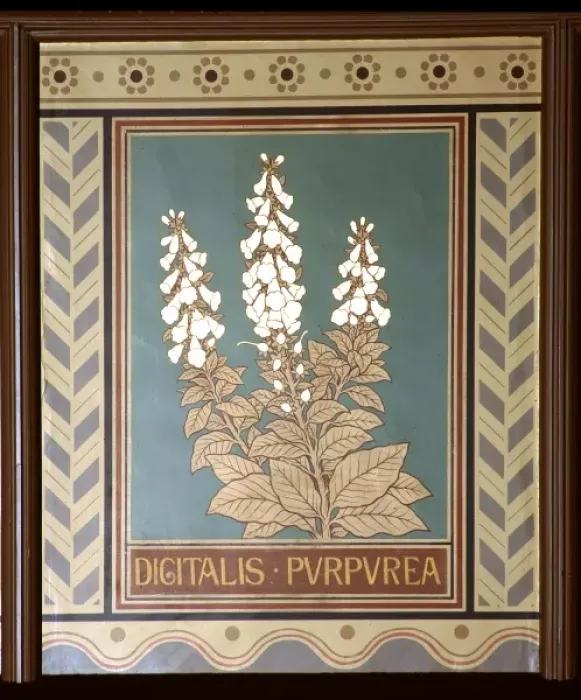 Framed Print : Digitalis purpurea, foxglove Framed Print : Digitalis purpurea, foxglove