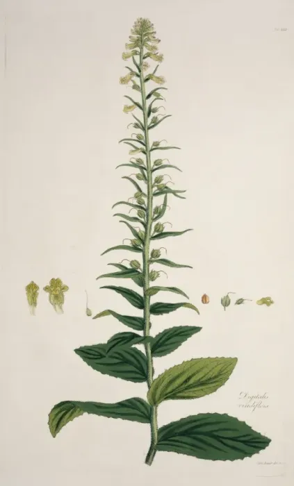 Framed Print : Digitalis viridiflora, foxglove Framed Print : Digitalis viridiflora, foxglove