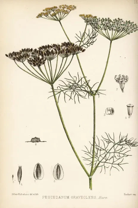 Framed Print : Dill, Anethum graveolens Framed Print : Dill, Anethum graveolens