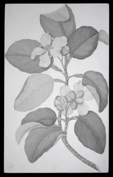 Framed Print : Dillenia alata, red beech tree Framed Print : Dillenia alata, red beech tree