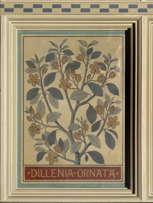 Framed Print : Dillenia ornata, camellia Framed Print : Dillenia ornata, camellia