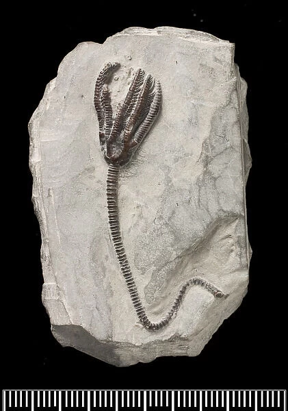 Dimerocrinus, fossil crinoid