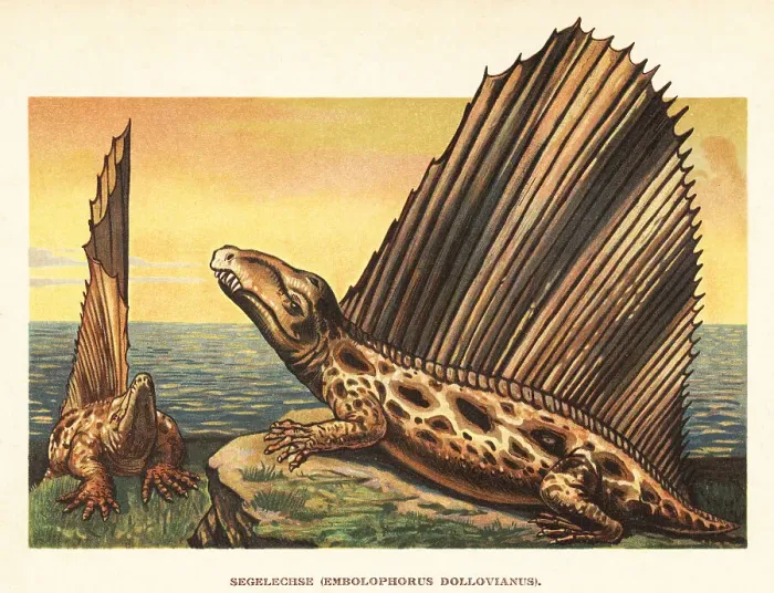 Framed Print : Dimetrodon dollovianus, extinct non-mammalian synapsid Framed Print : Dimetrodon dollovianus, extinct non-mammalian synapsid