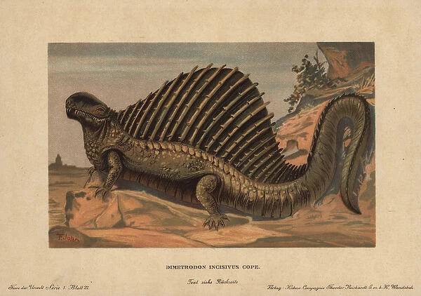 Dimetrodon, extinct predatory synapsid genus of the Permian